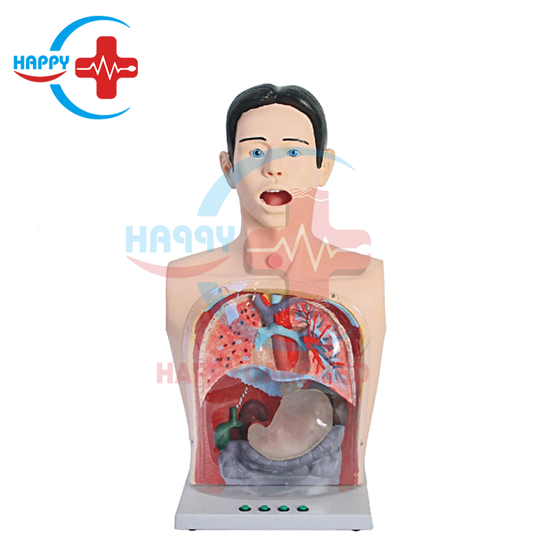 Advanced half-length transparent gastric lavage model