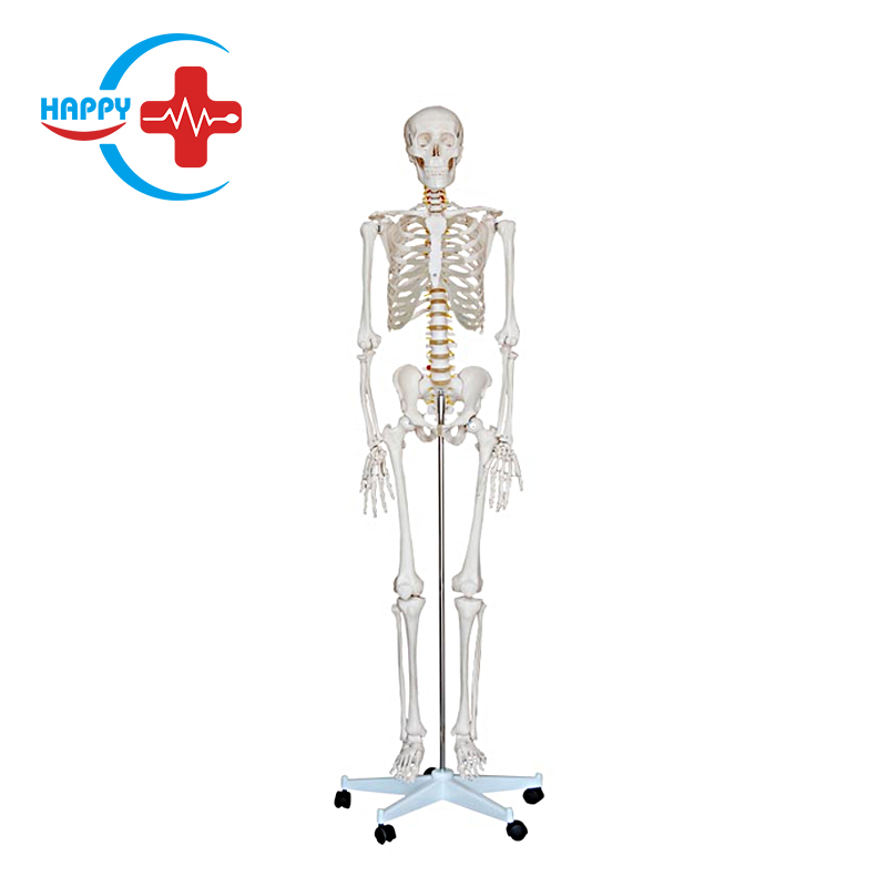 High quality human skeleton model 84cm