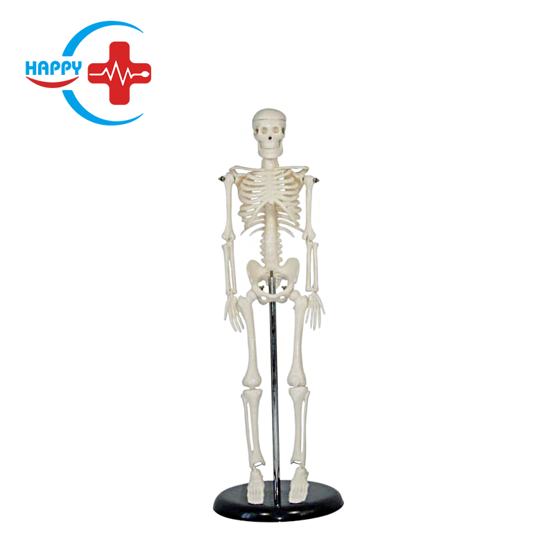 Best sale human skeleton model 42cm