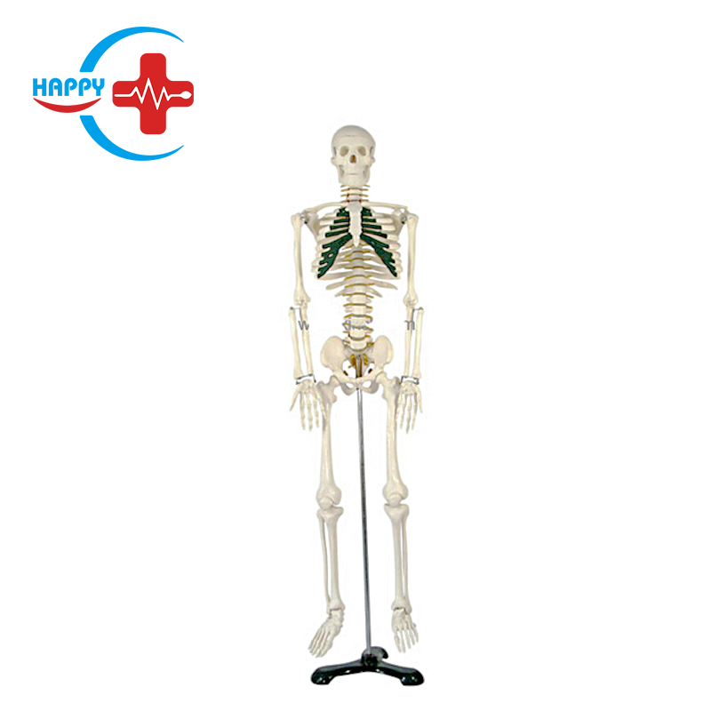 Good condition human skeleton with nerve model 85CM