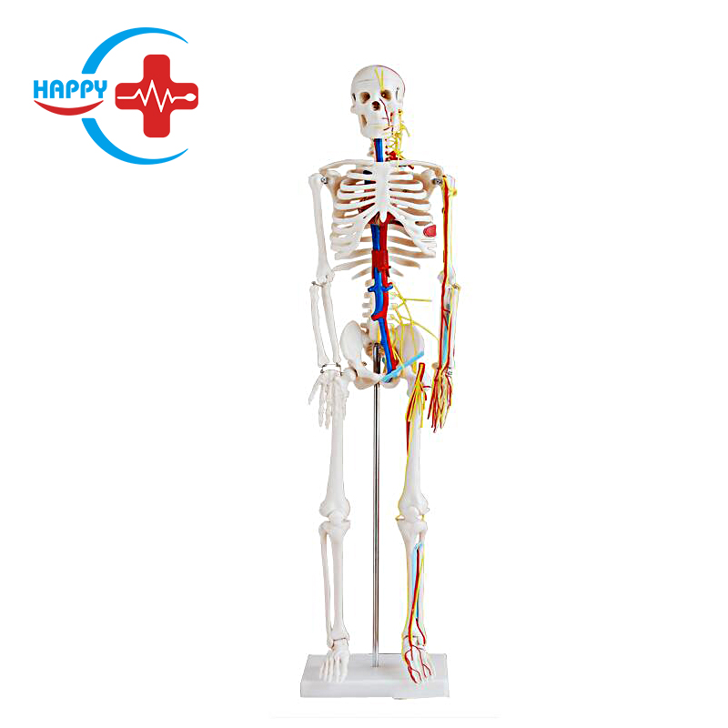 Human bones with heart and blood vessel model 85CM