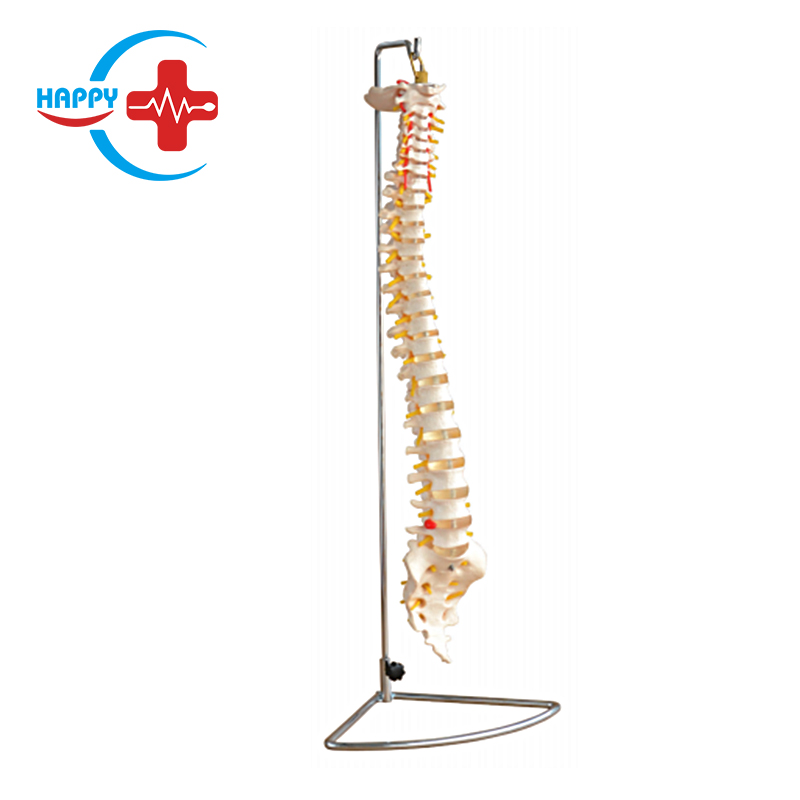 High quality spine model