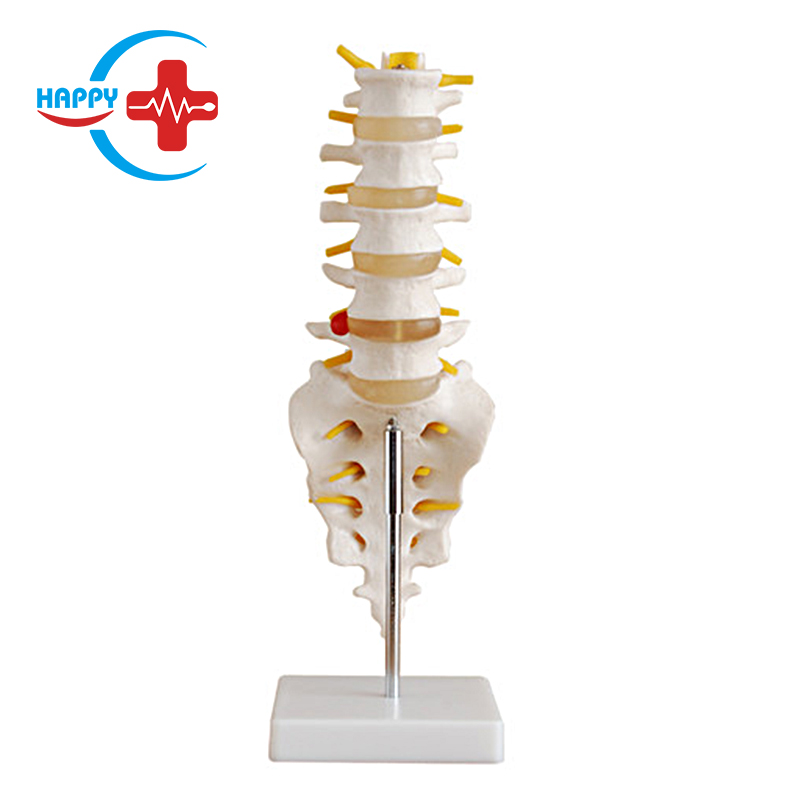 Natural large lumbar vertebrae model