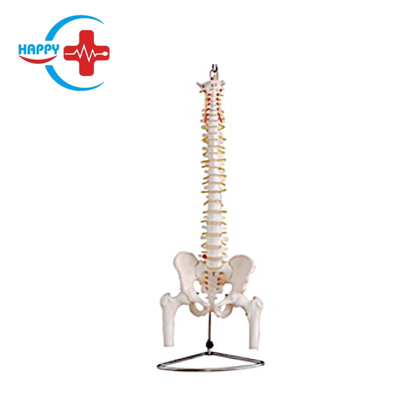 Best sale natural large vertebrae with pelvis