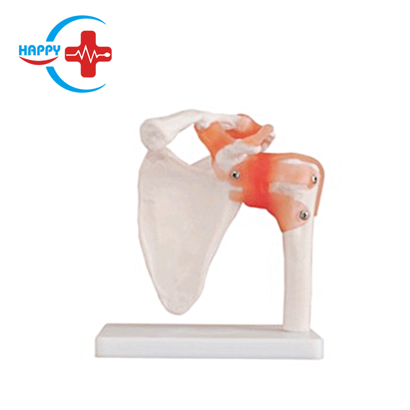 Good condition natural shoulder joint model