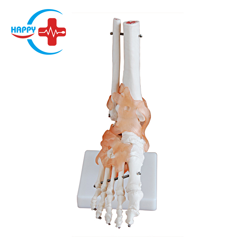 Natural big joint model with ligament