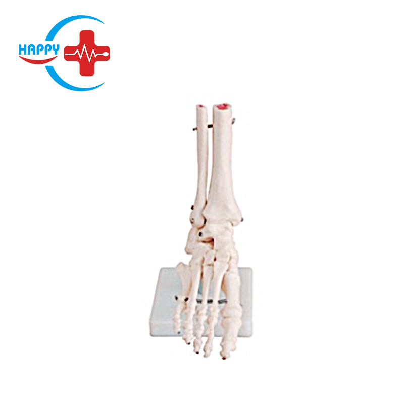 Best sale Natural big joint model with ligament