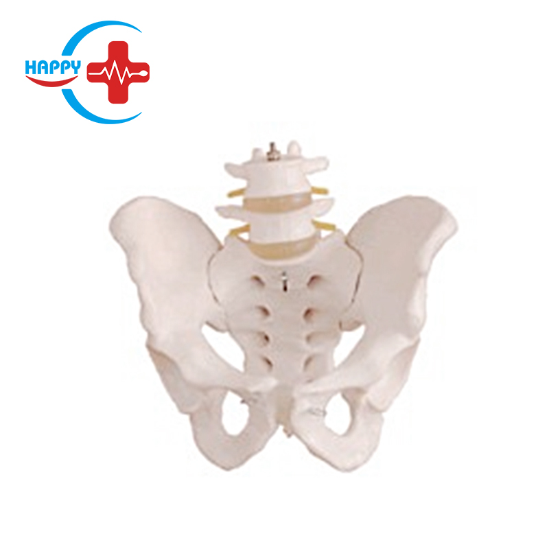 Natural large pelvis with two lumbar vertebrae model
