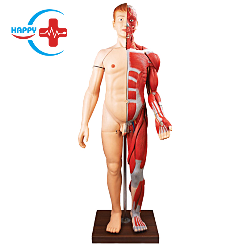 Human body level anatomy with internal organs mode