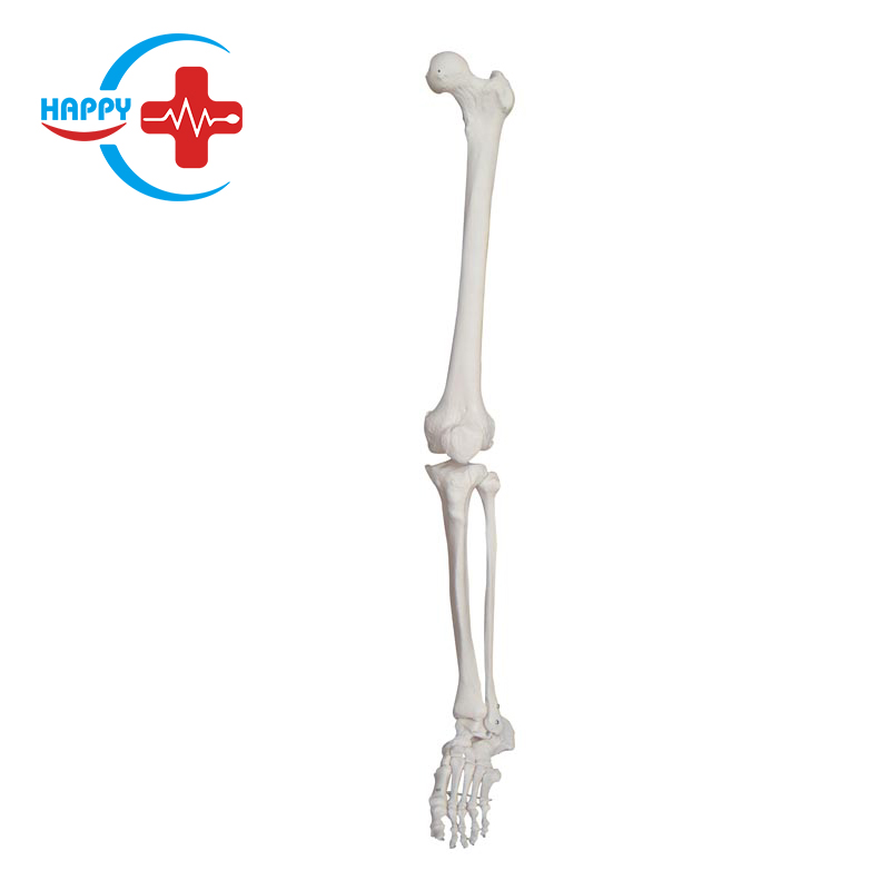 Natural large lower limb model in good condition