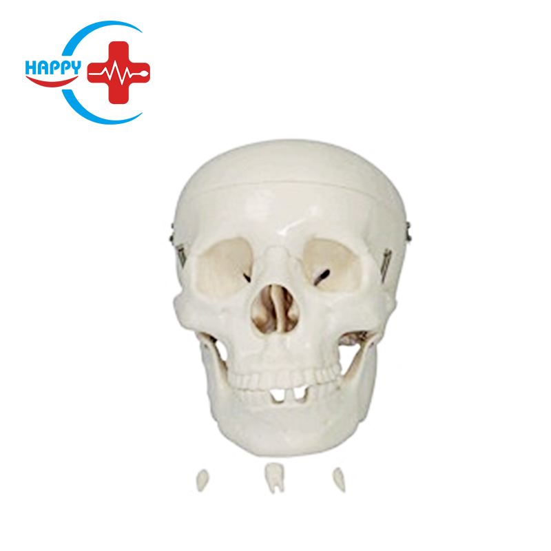 High quality skull model