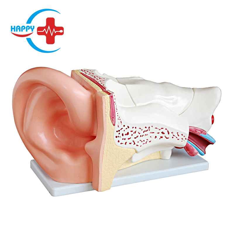 New big ear anatomical model
