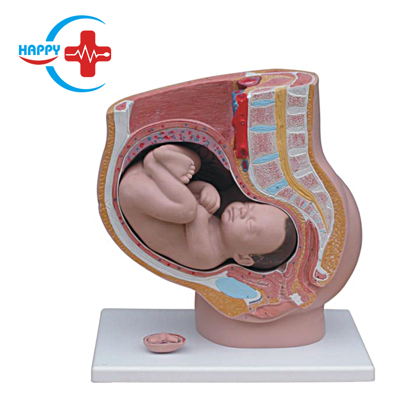 Cheap price Female sagittal anatomical model (4 ቁርጥራጮች)