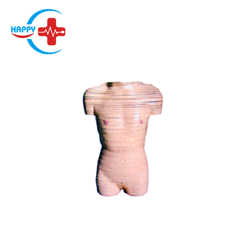 Female torso sectional anatomical cross-section model