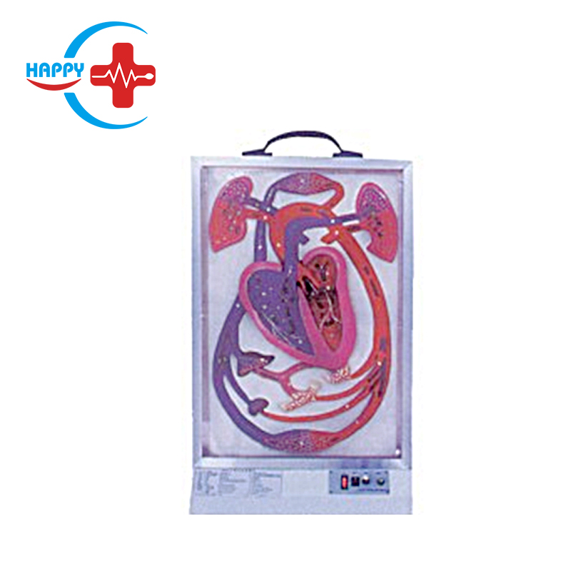 Electric heart beat and blood circulation model