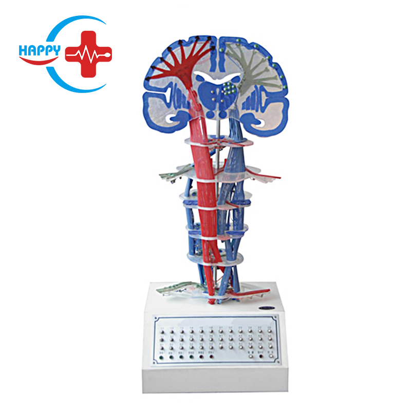 Central nervous conduction electrical model